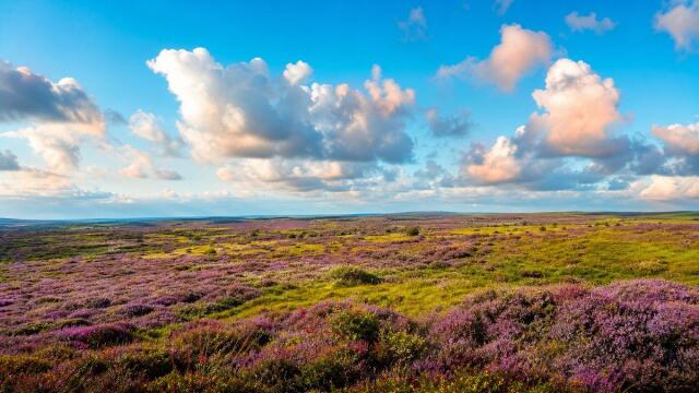 Flowering heathland under a bright summer sky as the release image for QUIQQER 2.23