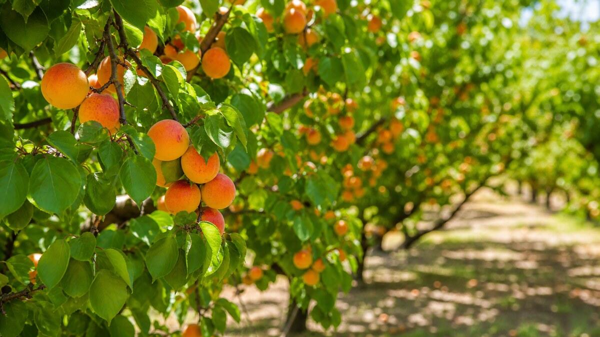 QUIQQER 2.24 – Summer apricot orchard Ripe orange apricots among fresh green leaves in a sunlit summer orchard