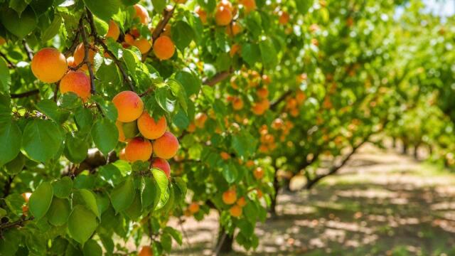 Ripe orange apricots among fresh green leaves in a sunlit summer orchard