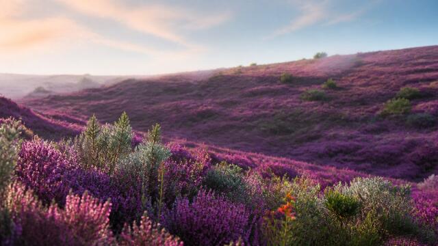 Violet heathland with silver-green foliage in bright morning light