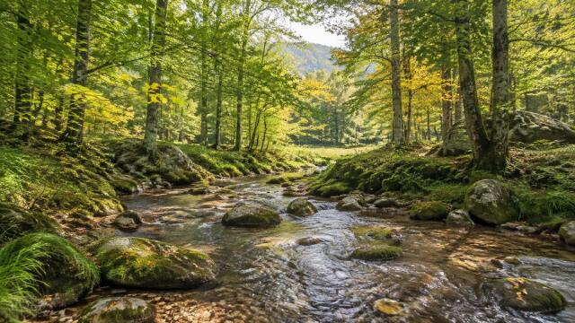 Clear forest stream between moss-covered rocks in warm morning sunlight