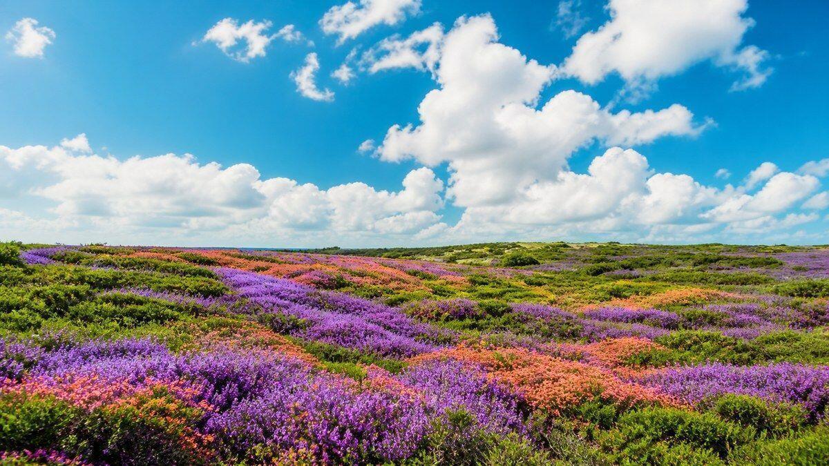 QUIQQER 2.27 – Heathland in bright morning light Expansive violet heathland with coral wildflowers beneath a bright summer sky