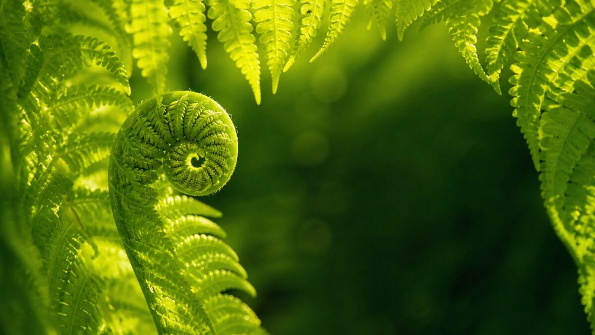Unfurling fern in bright summer morning light