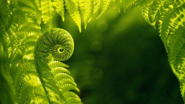 Unfurling fern in bright summer morning light